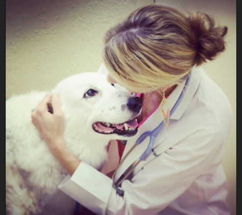 Downtown Pet Hospital - Orlando, FL. Dr. McCully & Tripper!