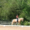 Top Shelf Dressage gallery