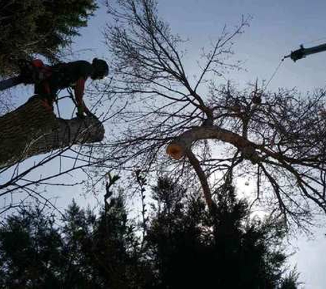 Mortensen Tree Service, Inc. - Centennial, CO