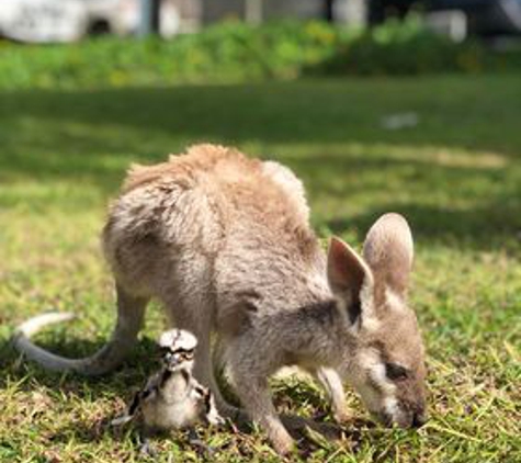 Acacia Veterinary Surgery - Yeppoon, QLD