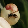 Alfa Pest Management gallery