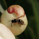 Alfa Pest Management - Pest Control Equipment & Supplies