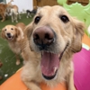 Marcie's Pet Spa gallery
