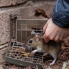 Buckmaster Pest Control gallery