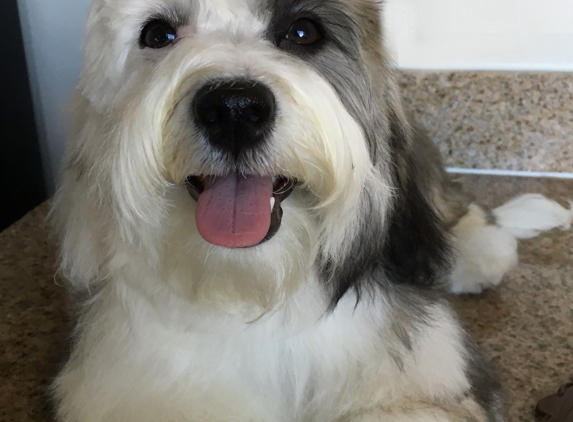 Good Dog! Private Pet Grooming - New York, NY. Daisy, a Havanese, as a puppy, sporting a longer haircut.