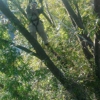 Myers and Laws Tree Service gallery