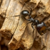 Glass Termite & Pest, Inc. gallery