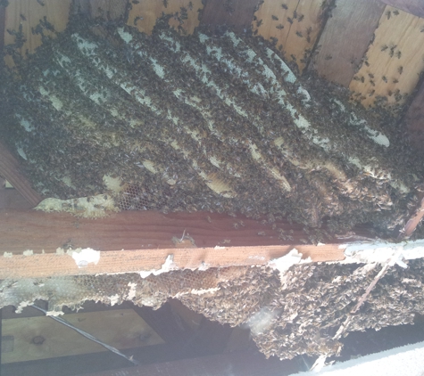 Juan's Live Bee Removal - Los Angeles, CA