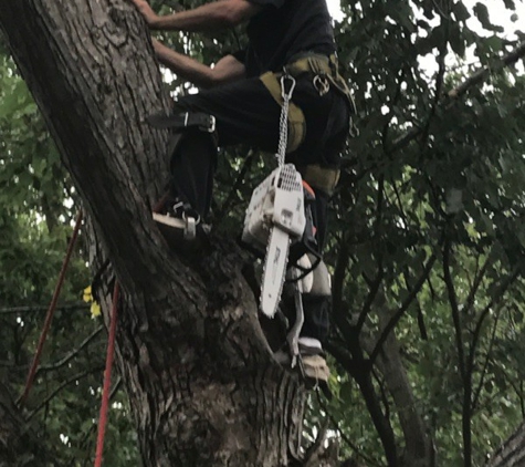 All Seasons Tree Service