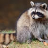 EcoTek Wildlife gallery