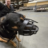 Transform Your Dog gallery