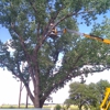 Moore's Tree Service gallery