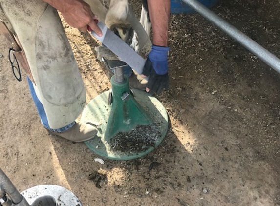 C&R horse shoeing - Lancaster, CA