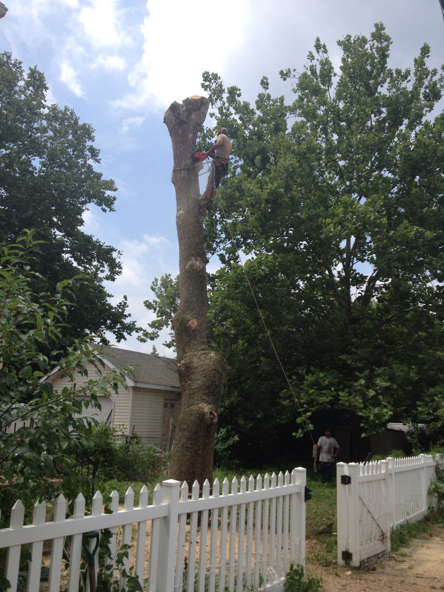 Lewis Tree Service 125 Hilliards Bridge Rd Vincentown NJ 08088 YP