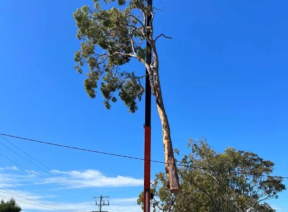 Central Coast Tree Removal - Kanwal, NSW