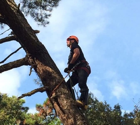 Quality Tree Care - Pleasant Hill, CA. emergency tree service