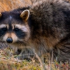 AB Wildlife Removal gallery