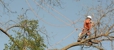 Tree Service Of San Antonio - Tree Service