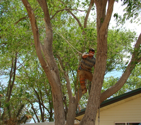 Wallace Tree Service - Kingman, AZ