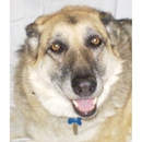 Canine Coaching Services LLC - Dog Training