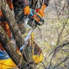 Elevated Tree Care gallery