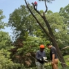 ABB Tree Services gallery