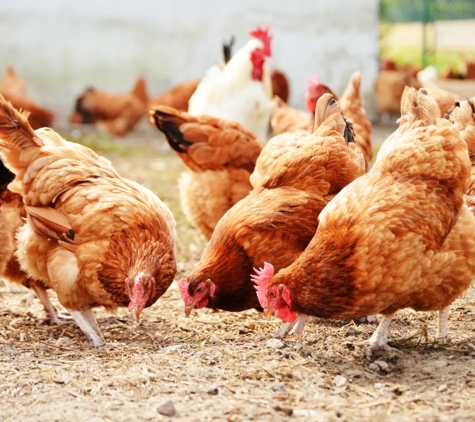 Lamberts Fresh Produce - Aitkenvale, QLD