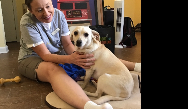 Healing Effects Animal Massage - Tampa, FL