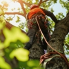 Diaz Landscape & Tree Service gallery