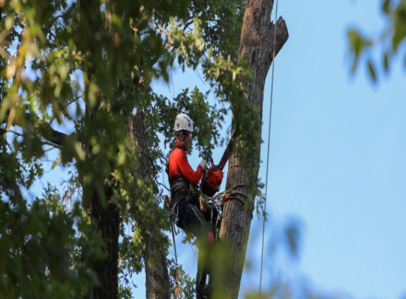 Wilson's Tree Services - Spring Gully, VIC