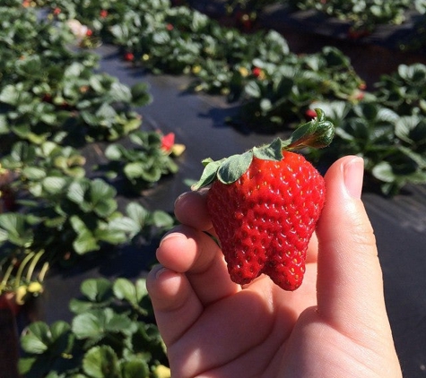 Kenny's Strawberry Farm - Fallbrook, CA