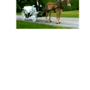 Enchanted Evenings Carriage - Horse & Carriage-Rental