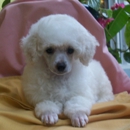 Kathy's House of Poodles - Pet Breeders