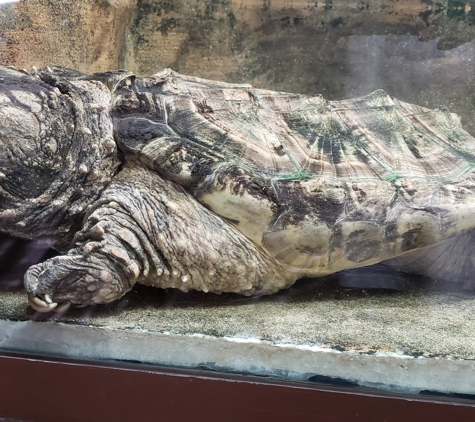 Wildlife World Zoo & Aquarium - Litchfield Park, AZ. Snapping turtle