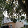 Greenwise Tree Services - Jacksonville, FL. Large oak before