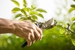 Arbor Tree Care - Tree Service