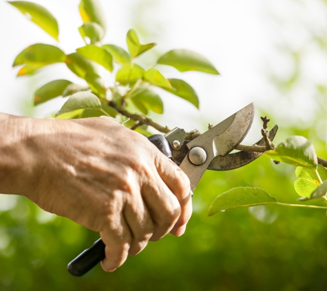 Arbor Tree Care - Austin, TX