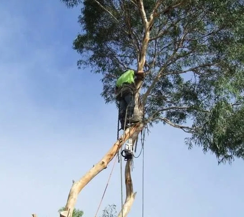 Mojo Tree And Stump Removal - Cowes, VIC