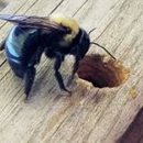 WNY Bee Removal Services - Bee Control & Removal Service