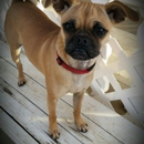 Camp Ilene - Kennels