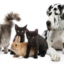 All Care Animal Hospital - Pet Services