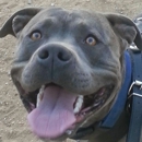 Sears Veterinary Hospital - Pet Services