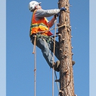 Andre's Tree Service