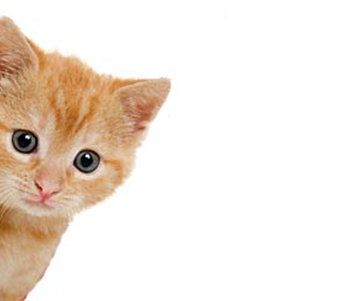 The Animal Hospital - Kalgoorlie, WA