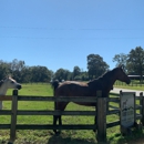 H & G Horse Quarters - Horse Stables