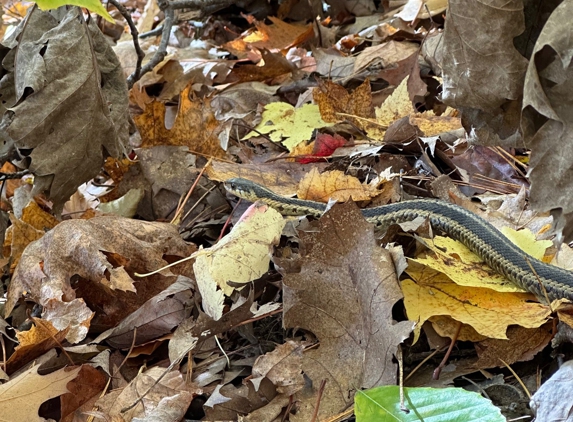 Fore River Sanctuary - Portland, ME