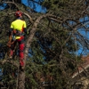 Julio's Tree Services gallery