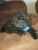 Shampers Dog Grooming Salon - Dog & Cat Clipping & Grooming