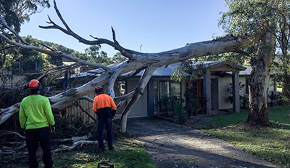Walton's Tree Care Services - Woonona, NSW