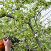 Rob's Tree Service gallery